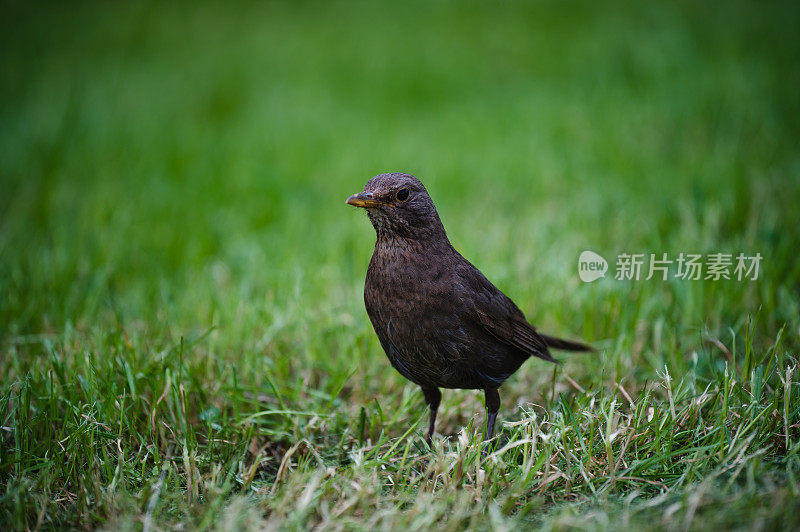 雄性黑鹂(Turdus merula)